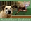 ANIMAL LAW COALITION