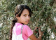 West Bank Olive Harvest - Why it Matters