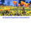 SACRAMENTO PROGRESSIVE COMMUNITIES