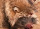 Australian Fashion Designer Scanlan and Theodore continues to use fur knowing how barbaric the fur trade is