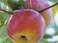 Organic Apple Orchard