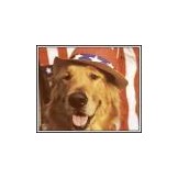 American Fido