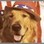 American Fido