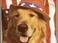 American Fido