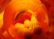 Crop Plants Take Up Antibiotics