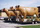 Milk From Cloned Cows - For Real?