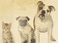 Animal Welfare