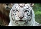Tell the Colorado Renaissance Festival to Stop Using Exotic Animals as Entertainment