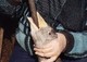 WE DEMAND NOW ALL FOIE GRAS PRODUCTIONS STOP IMMEDIATELY 