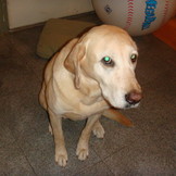 Matsi Yasei