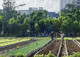 Down on the Urban Homestead (and in the Kitchen)