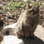 Haven Acres Cat Sanctuary