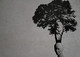 Savantism, IQ, and the Nature of Intelligence