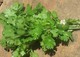 Human Rights Workers Fired Upon While Harvesting Parsley