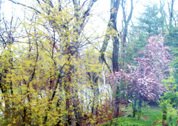 salem woods