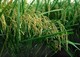 Gene Modified Crops Gain Traction