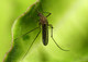 Can we end Dengue Fever by altering mosquitoes?