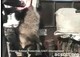 Minister for Home Affairs: stop raccoon dogs being skinned alive for Australian clothing
