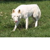 Wolf Run Wildlife Refuge and Educational Facility