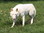 Wolf Run Wildlife Refuge and Educational Facility