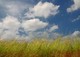 Eat Meat to Help the Earth? You Grass-Hugger!