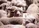 The Daily Entrepreneur: Unproven Charities, TEDspiration, and VC Sheep?