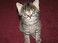 Kitten Season 2009 Name That Cat