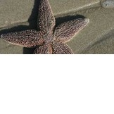 AMERICAN LITTORAL SOCIETY