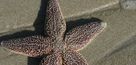 AMERICAN LITTORAL SOCIETY