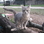 Haven Acres Cat Sanctuary