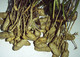 Peanut Industry 'Quality Advisor' Headed PCA