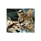 Evelyn Serval