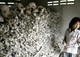 Justifying Justice in Cambodia