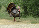 Don't Pardon the Turkey