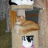 SugarCatz Gang