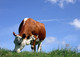 Meat That Can Save The Climate
