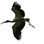 Wood Stork