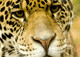 Tell the Colorado Renaissance Festival to Stop Using Exotic Animals as Entertainment