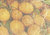 Sustainable Food