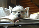Humane Euthanasia Isn't Rocket Science