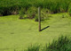 The Great Biofuel Hope