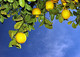 You Get Lemons and You Make.......