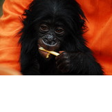 ENDANGERED SPECIES INTERNATIONAL