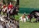 Ban Blood Sports in Ireland