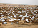 Gcxcqlpdfmfeshu-76x56-cropped