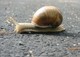 Life in the Slow Lane