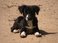 Help 10 Island Doggies Find Their Fur-Ever Homes!