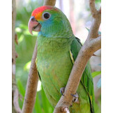 Rare Species Conservatory Foundation
