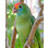 Rare Species Conservatory Foundation