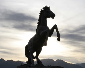 horse rearing